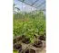 Système d'irrigation pour parterre de jardin, alimentation en eau domestique
